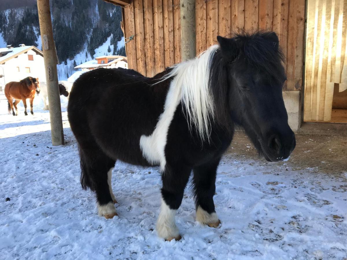 Pony-Ziegen-Hasen-Ranch Bichlbach Exterior foto