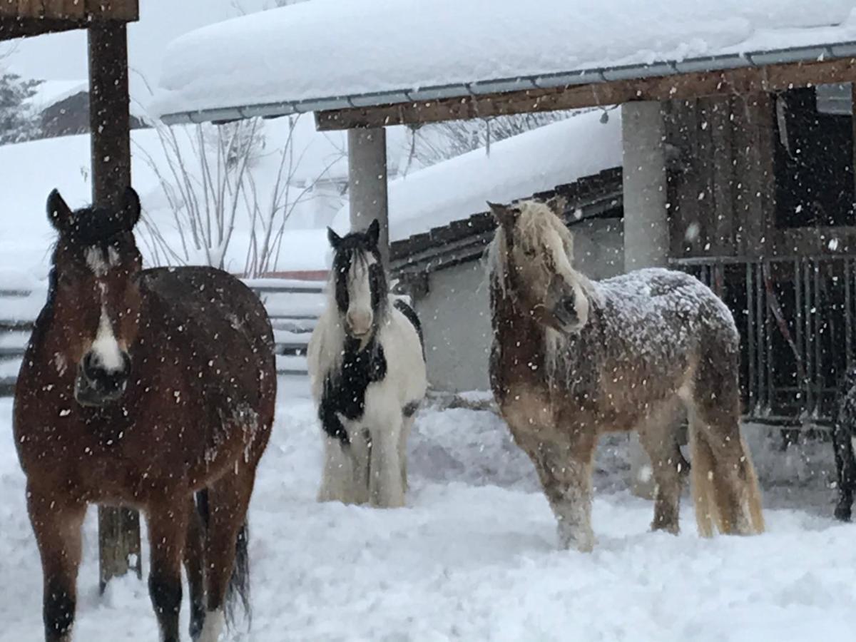 Pony-Ziegen-Hasen-Ranch Bichlbach Exterior foto
