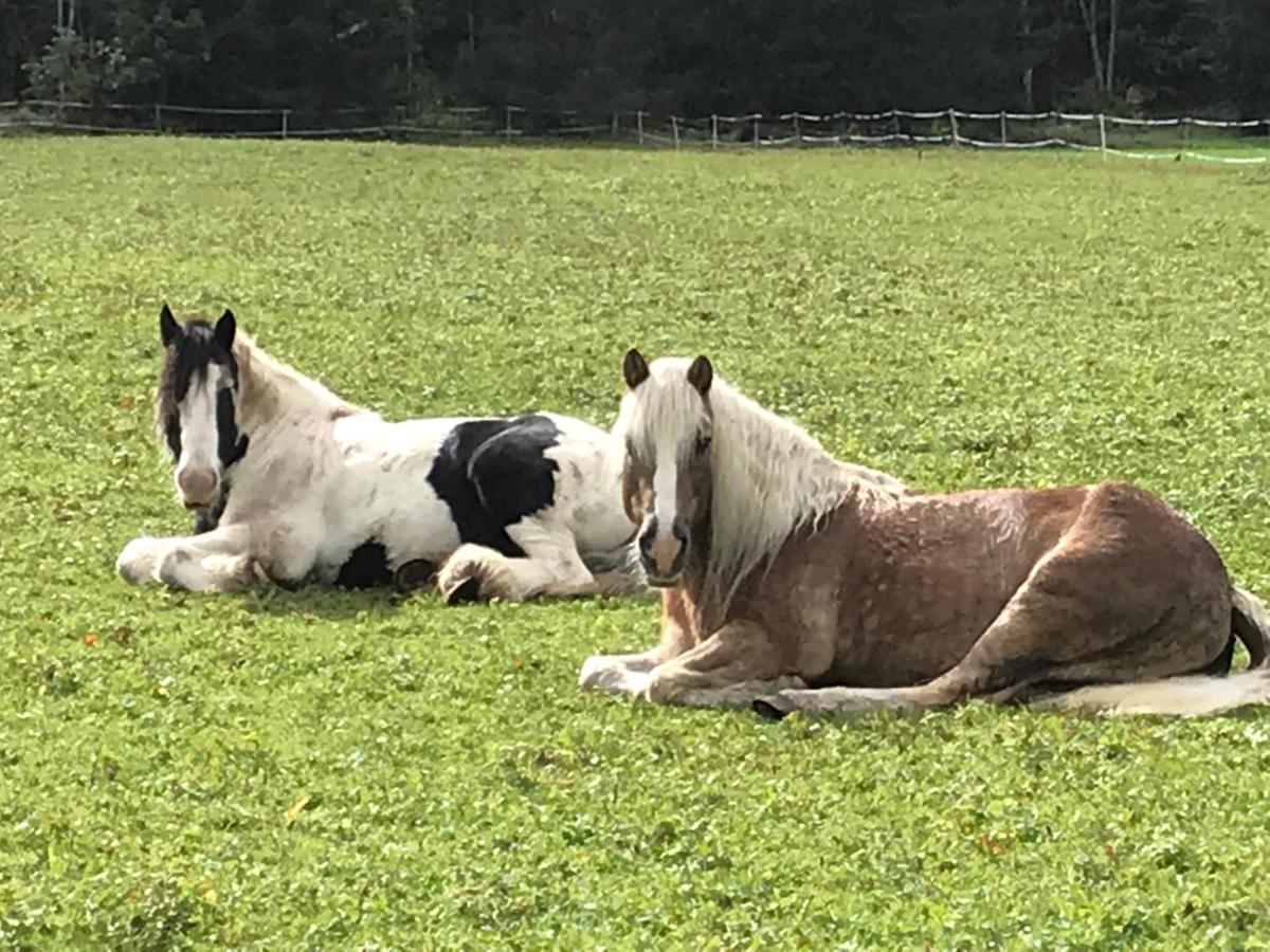 Pony-Ziegen-Hasen-Ranch Bichlbach Exterior foto